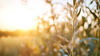 Wall Mural - Golden hour sunlight shining through tall grain crops on a warm summer evening : Generative AI