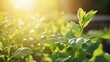 © Generative AI - Green leaves basking in sunlight showcasing the beauty of nature and plant life : Generative AI