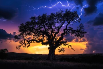 Wall Mural - Silhouette of a large tree against a vibrant sunset sky with dramatic lightning strikes.