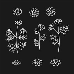 Wall Mural - Set of chamomile. Hand drawn vector illustration in outline style.