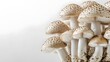 © Khukrit - Freshness Fungus Growth, Monochrome Mushroom Abstract Composition with Selective Focus and Copy Space