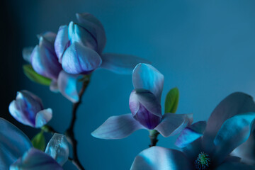 Canvas Print - magnolia flowers close up in blue colors