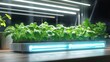 © Matcha_09 - Modern hydroponic system with fresh basil and herbs growing under artificial LED lighting.