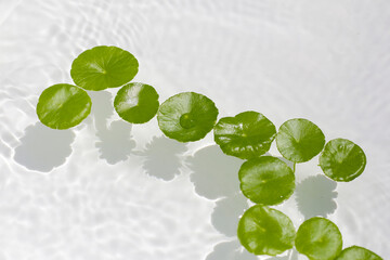 Wall Mural - Fresh green leaves of Centella asiatica or gotu kola or asiatic pennywort, floating on water. It is a medicinal herb with many health benefits.