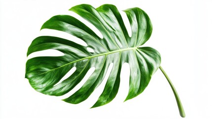 Close-up of a green palm leaf against white background.