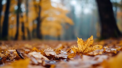 Poster - Beautiful autumn landscape with golden leaves scattered on the forest floor creating a serene atmosphere : Generative AI