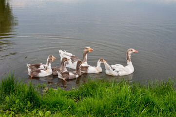 Wall Mural - family of domestic geese, flock on the water of a rural pond, parents and adolescent goslings