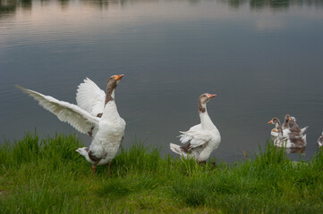 Wall Mural - Father goose with outstretched wings demonstrates and young domestic geese on the water near the shore of a village pond