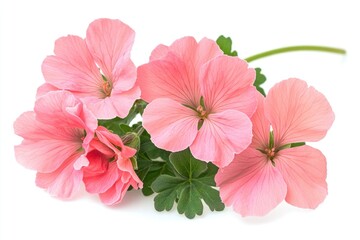 Wall Mural - A bouquet of pink flowers sits atop a clean white surface