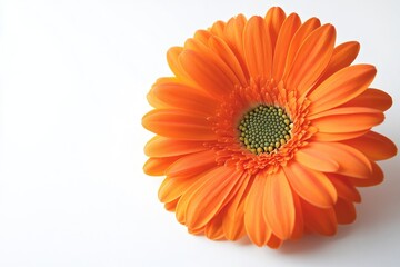 Wall Mural - A single orange flower sits on a clean white surface