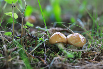 Poster - Close-Up of Two Mushrooms in a Vibrant Forest Floor with Green Foliage and Mossy Ground