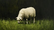 © AJI NUR FAJAR - white sheep eating green grass