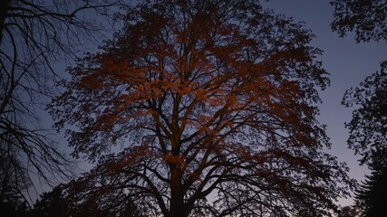 Poster - Majestic Autumn Tree