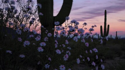 Poster - Desert Blooms at Twilight