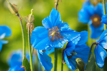 Sticker - Blue plant Meconopsis Grandis