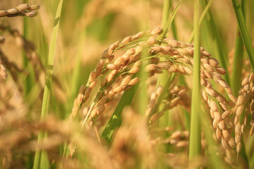 Wall Mural - ear of paddy in rice field,autumn