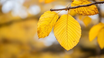 Poster - Closeup view of vibrant yellow autumn leaves against a blurred soft background : Generative AI
