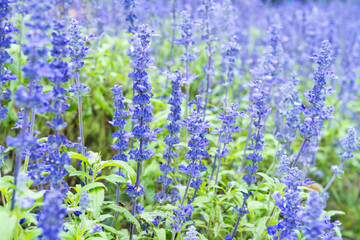 Wall Mural - fresh blue salvia flower in the garden.
