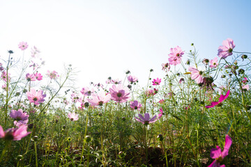Wall Mural - cosmos colourful flowers freshness and blue sky and clouds nature background