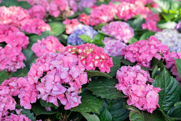 Wall Mural - blue, purple and pink bigleaf hydrangea or french hydrangea or penny mac or hortensia (hydrangea mac