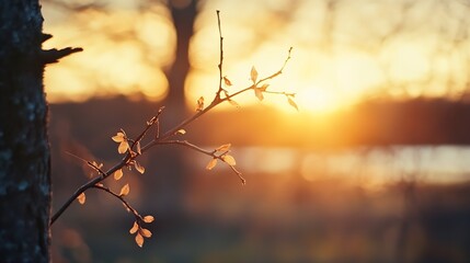 Aufkleber - Beautiful sunrise casting golden light through delicate branches against a tranquil background : Generative AI