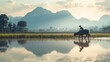 © Laluna - An Asian Rice Farmer Plowing a Flooded Paddy Field with a Water Buffalo, the Reflection of the Mountains in the Water