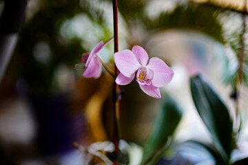 Wall Mural - Purple orchid at the window, blurred green background, soft focus