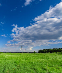 Wall Mural - field of grass with a blue sky in the background