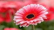 © danadesa - Close-up Pink Gerbera Daisy in Garden