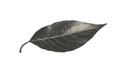 Wall Mural - detailed vintage leaf illustration on white background for natural inspired design projects