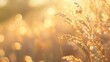 © felix_brönnimann - Golden sunlight shining on grass in a meadow, creating a serene and peaceful nature background for seasonal or outdoor lifestyle themes.