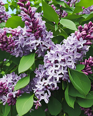 Wall Mural - dense lilac flowers, close-up of lilac flowers, lilac flower cluster, purple lilac blooms, vibrant lilac flowers, detailed lilac flowers, close-up of dense purple flowers, lilac petals in focus, rich 