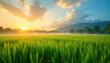 © Sutasinee - Early morning rice fields at sunrise with fluffy white clouds and dewy grass, fluffy clouds, serene