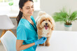 © Studio Romantic - Smiling millennial female vet doctor wearing medical uniform, veterinary clinic nurse, cute puppy at examination table stethoscope listening to heart, lungs, animal pedigree dog, checks for pet