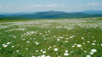 Wall Mural - A scenic view of a flower field with white daisies against a backdrop of rolling green mountains.