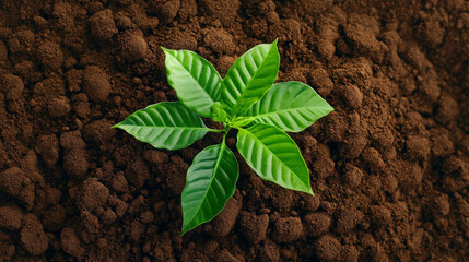 Wall Mural - macro image showcasing young coffee plant with vibrant green leaves emerging from rich brown soil, symbolizing growth and vitality in nature