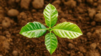 Wall Mural - macro image showcasing young coffee plant with vibrant green leaves against rich soil, symbolizing growth and vitality