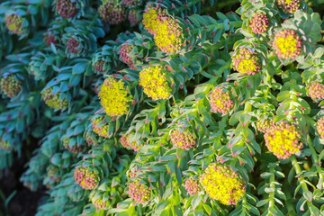 Sticker - medical plant Roseroot (Rhodiola Rosea)