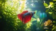 © วรรณภา มะโนศรี - A serene underwater scene featuring a Betta fish gliding among lush aquatic plants, creating a peaceful ambiance that highlights the beauty of a well-maintained aquarium.