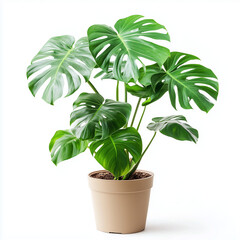 Wall Mural - Monstera deliciosa on a pot isolated on white background Generative ai