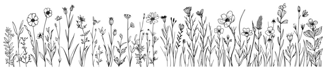 Wild field flower vector illustration, hand-drawn sketch style, floral element, nature spring background, garden grass, outline design, botanical drawing, wildflowers, spring flowers