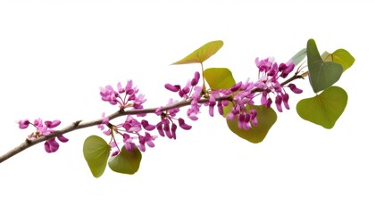 Redbud branch closeup revealing soft pink blossoms and heart shaped green foliage against pure white backdrop