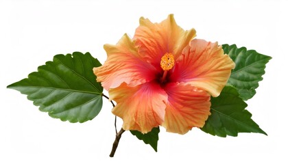 Wall Mural - Close up of a delicate orange hibiscus flower with glossy green leaves, isolated on a white background