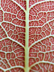 Sticker - Close-up view of red leaf veins showcasing intricate patterns