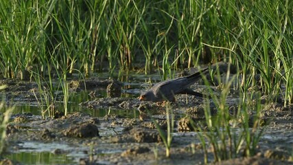 Canvas Print - Red-footed Falcon Falco vespertinus drinking water on a lake shore. Slow Motion. The bird flies away.