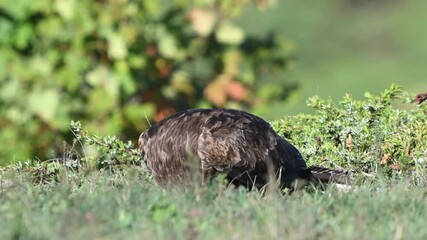 Wall Mural - Black Kite Milvus migrans in the wild. Close up. Slow motion. The bird eats in the wild.