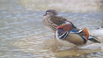 Wall Mural - Mandarin Duck Pair Aix galericulata on a snowy riverbank in winter. Slow motion Snow is falling. Close-up