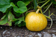 © Marlon - Organic squash flourishing on an allotment amidst economic challenges and self-sufficiency