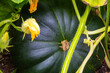 © Marlon - Organic green squash flourishing on an allotment amidst economic hardship. Homegrown, Self-sufficiency.