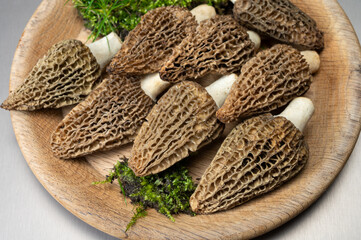 Wall Mural - Raw spring mushrooms morchellas or true morels edible sac fungi for gourmet cooks, in Catalan and French cuisine